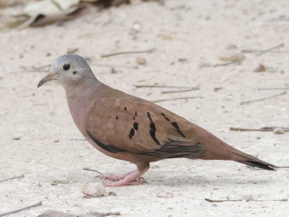 Ruddy Ground Dove - ML642822712