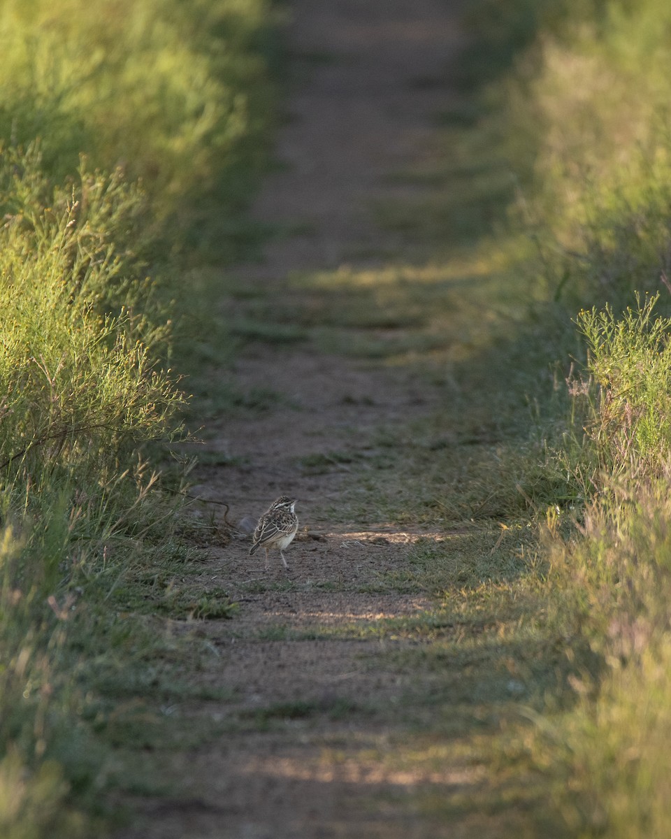 African Pipit - ML642822718