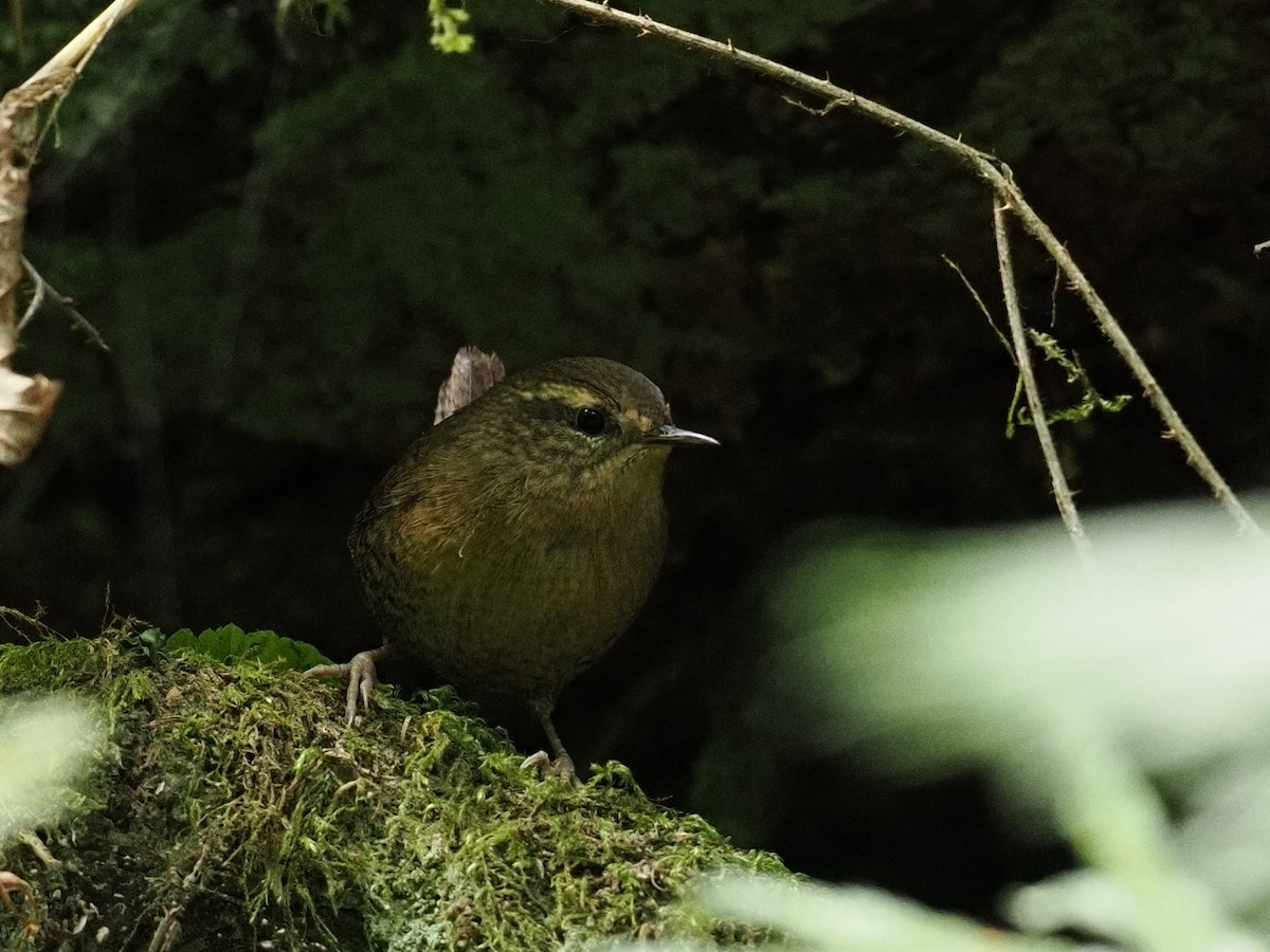 Pacific Wren - ML642822728