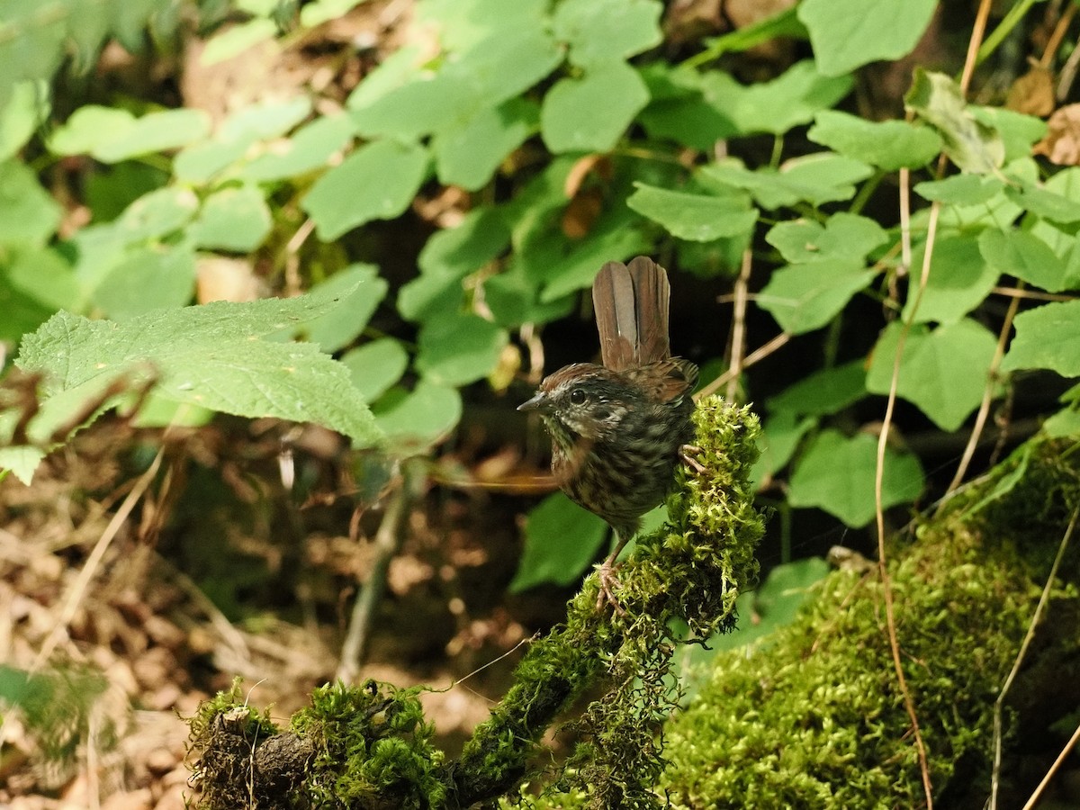 Song Sparrow - ML642822734