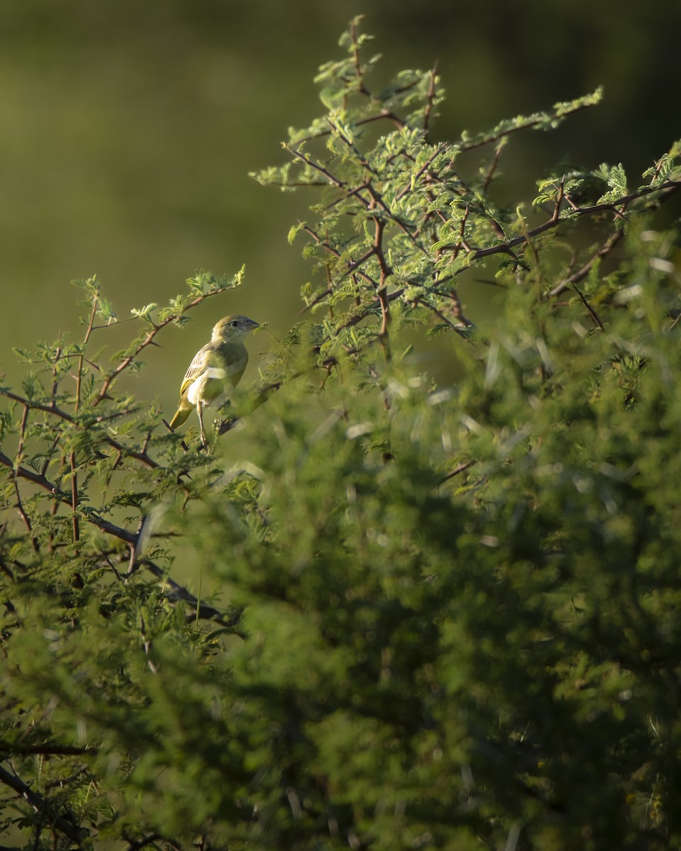 Southern Masked-Weaver - ML642822745