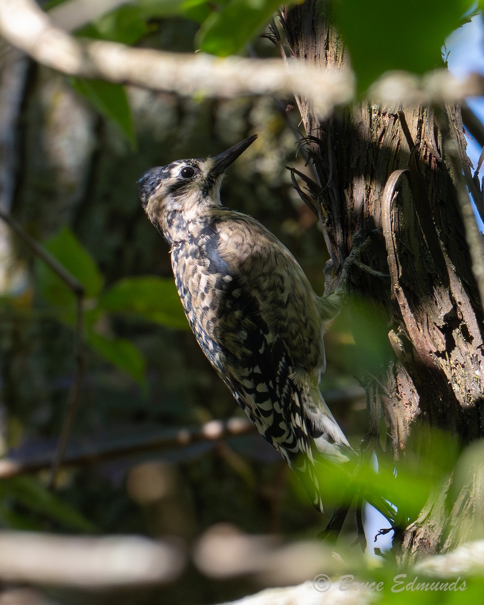 Yellow-bellied Sapsucker - ML642822749