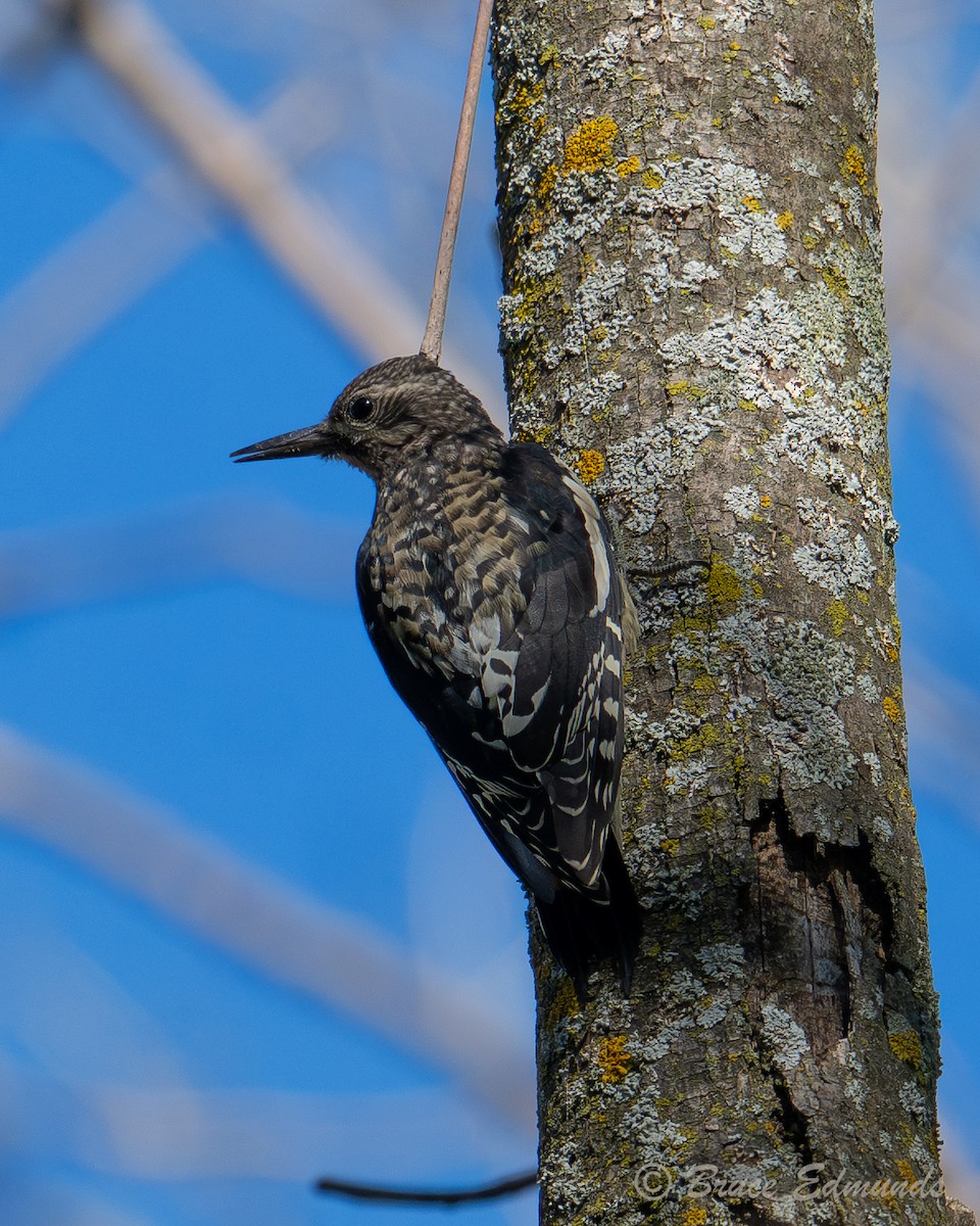 Yellow-bellied Sapsucker - ML642822750