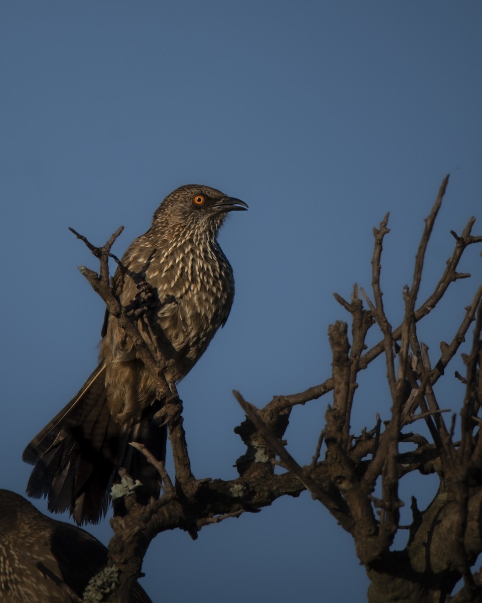 Arrow-marked Babbler - ML642822769