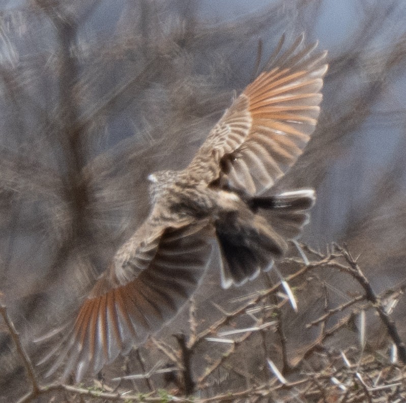 Fawn-colored Lark - ML642822770