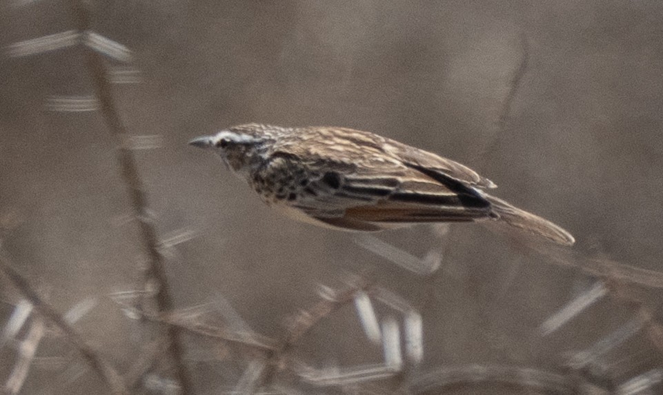 Fawn-colored Lark - ML642822771