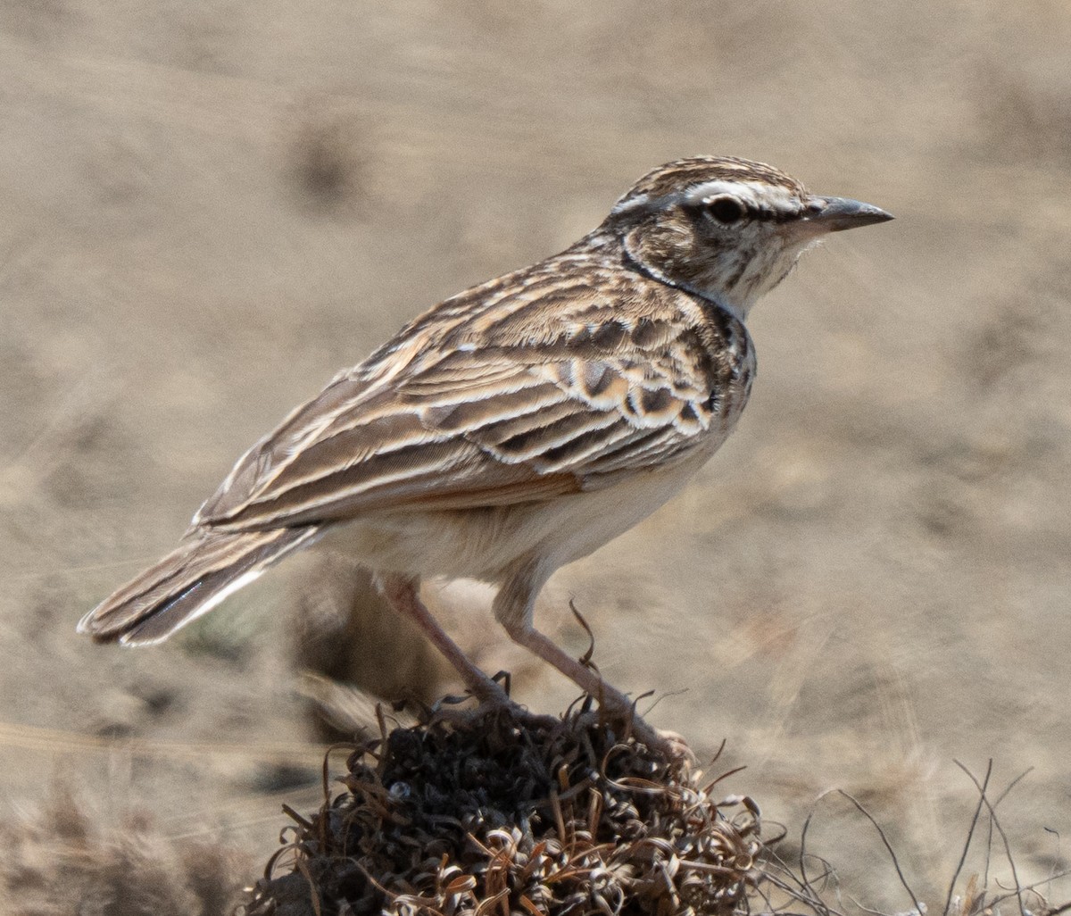 Fawn-colored Lark - ML642822772