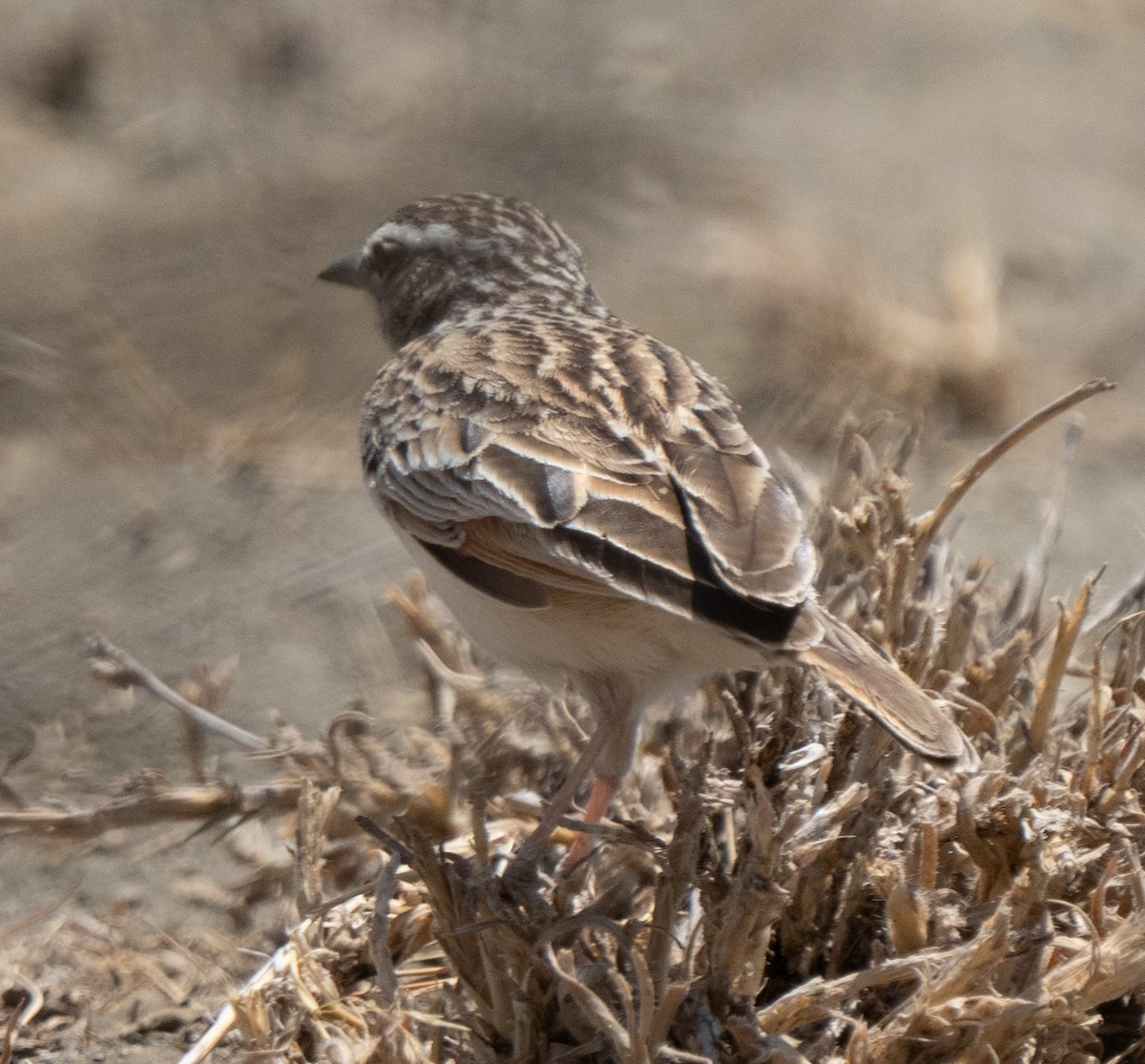 Fawn-colored Lark - ML642822773