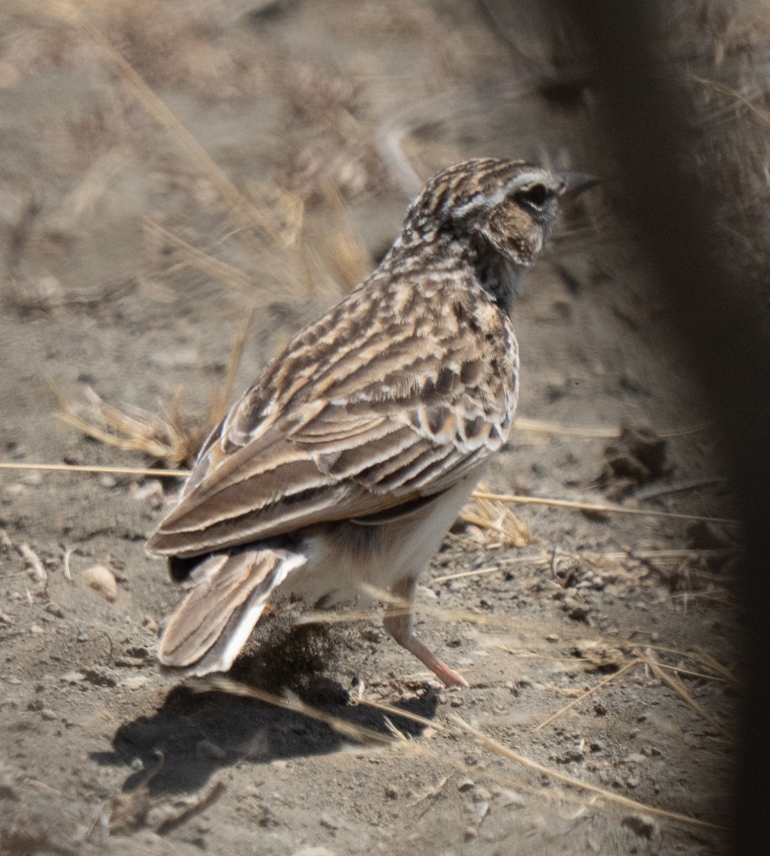 Fawn-colored Lark - ML642822774