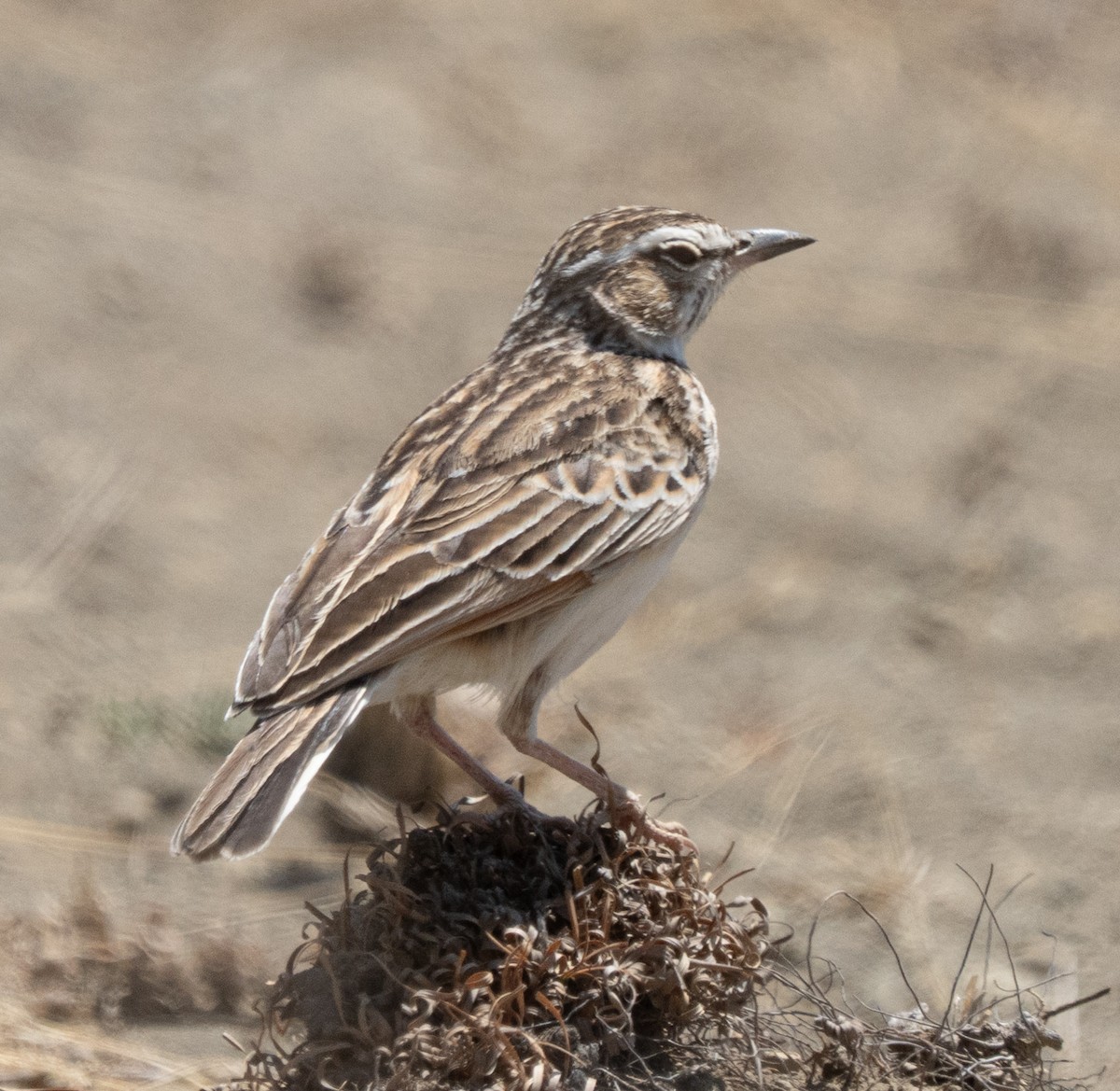 Fawn-colored Lark - ML642822775