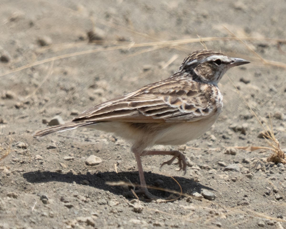 Fawn-colored Lark - ML642822776