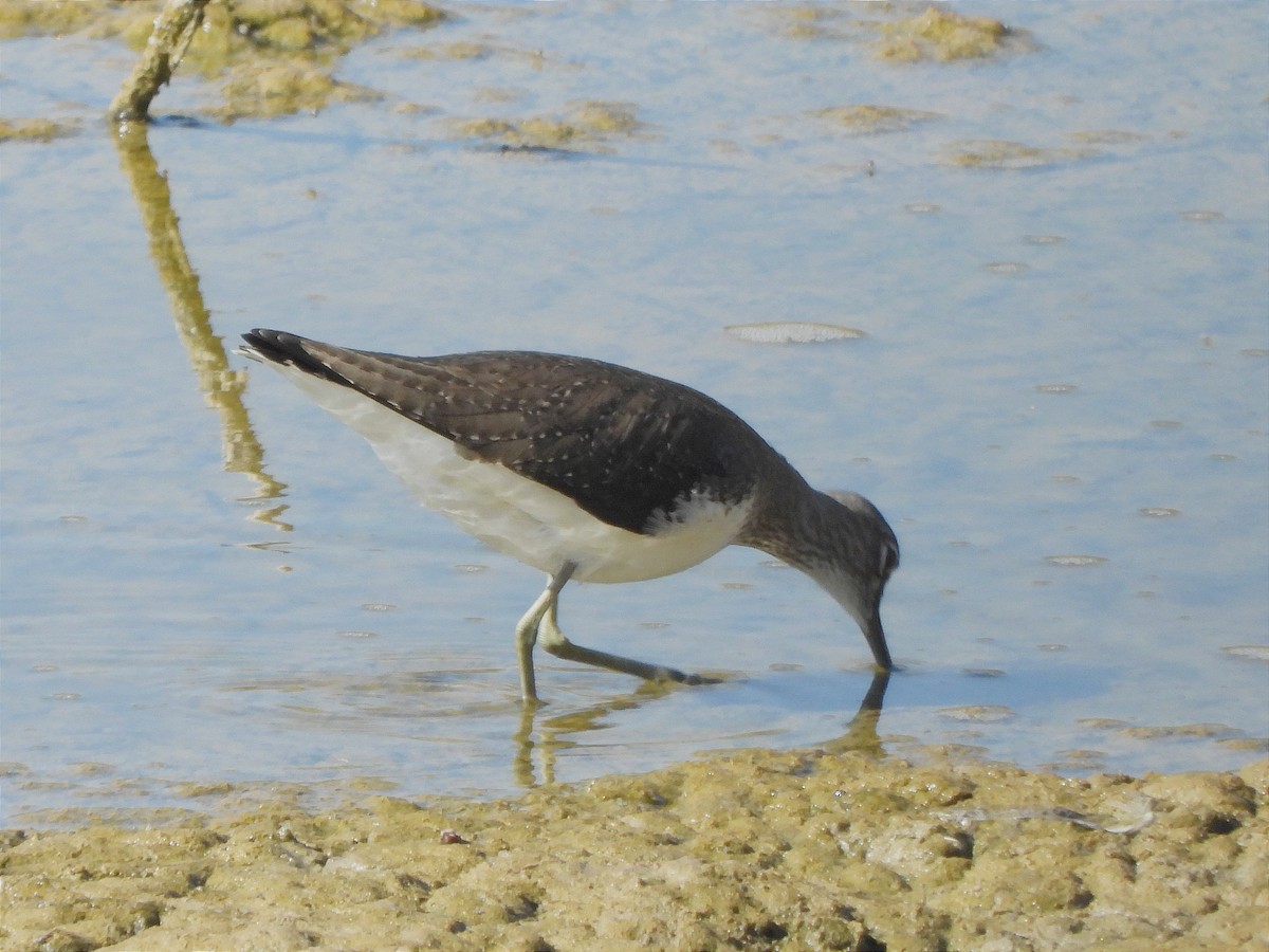 Green Sandpiper - ML642822778