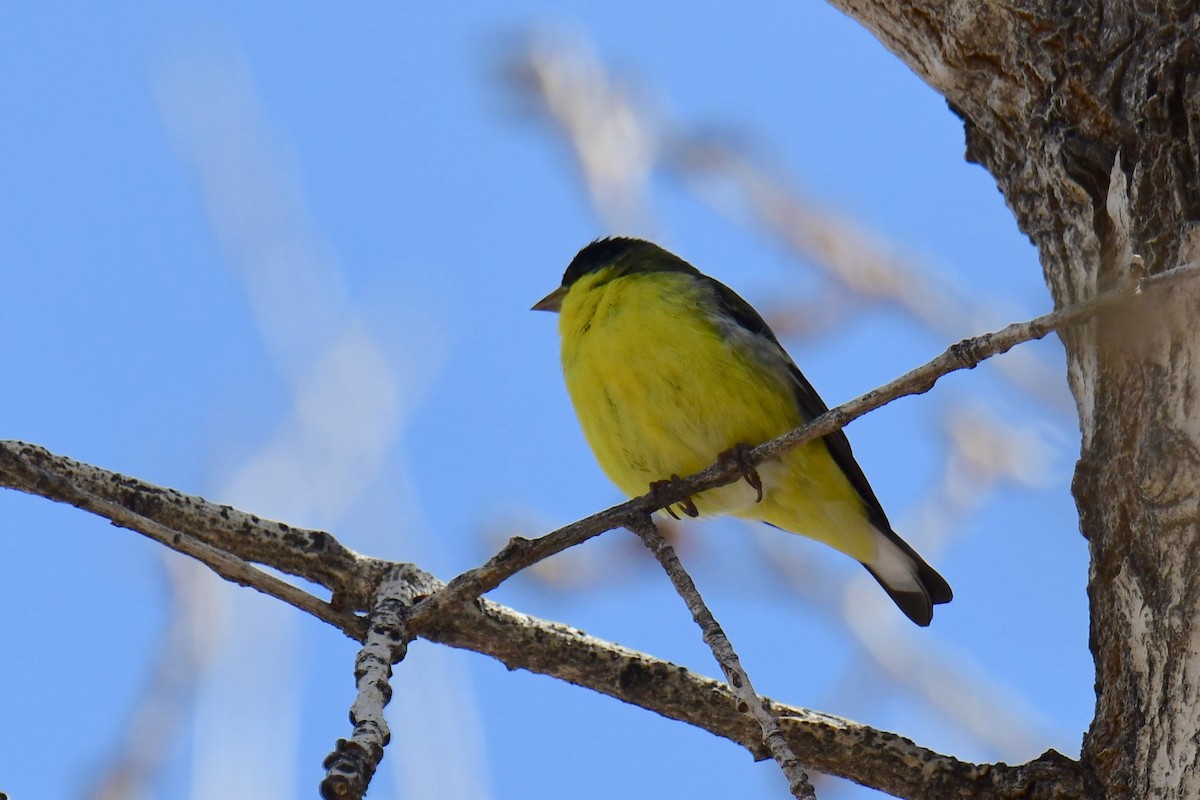 Lesser Goldfinch - ML642822792