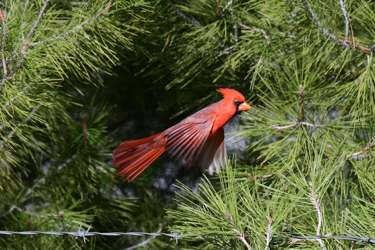 Cardinal rouge - ML642822794