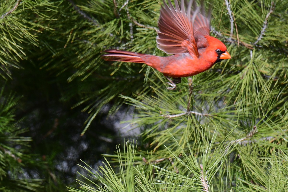 Cardinal rouge - ML642822795
