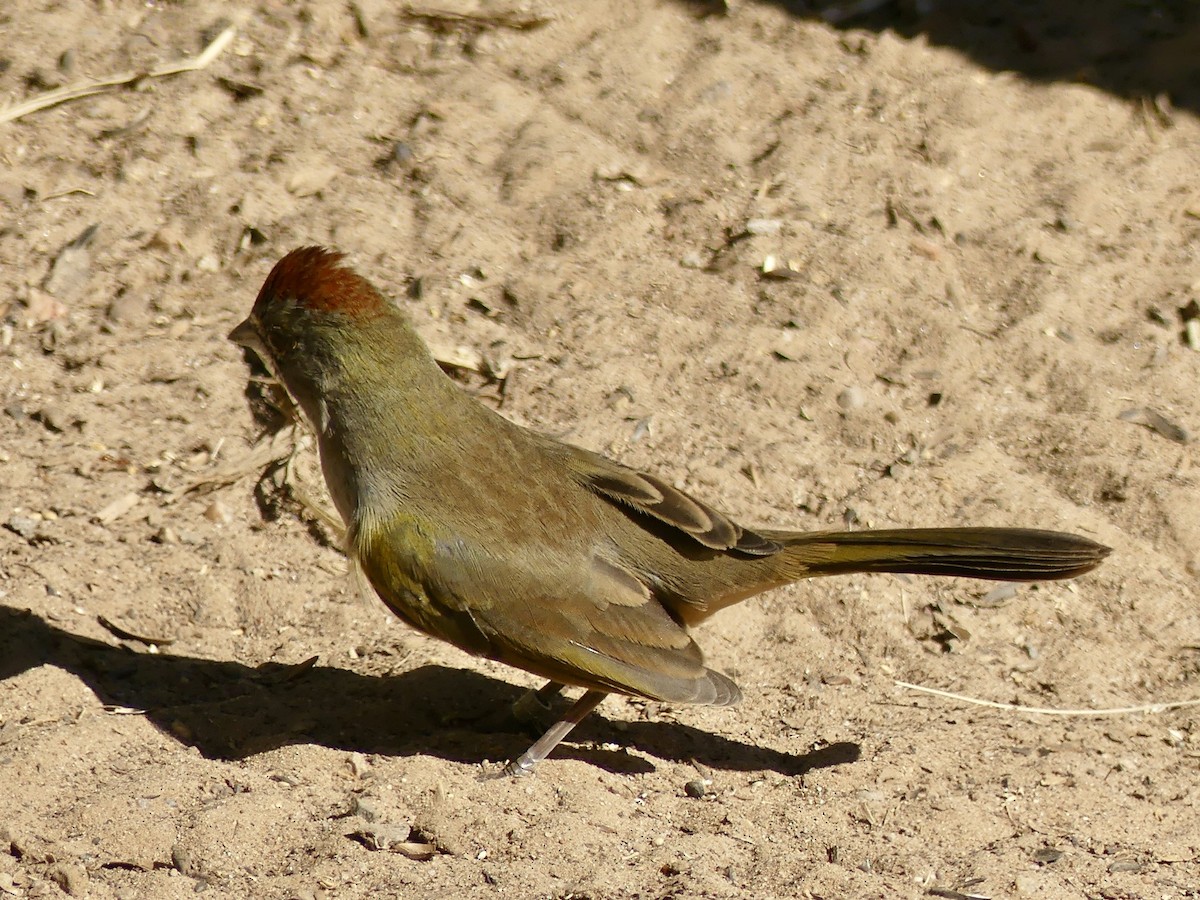 Green-tailed Towhee - ML642822796