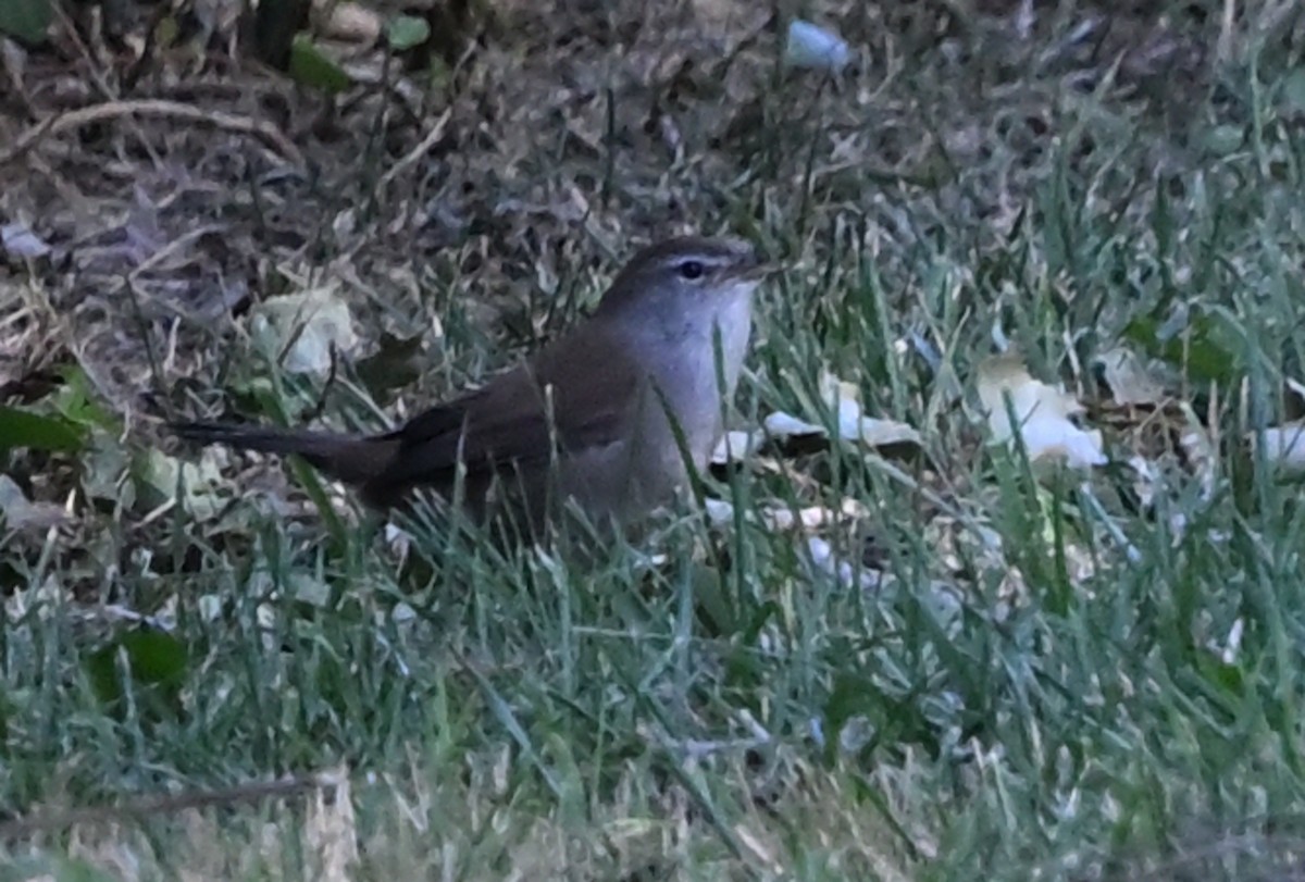 Cetti's Warbler - ML642822798