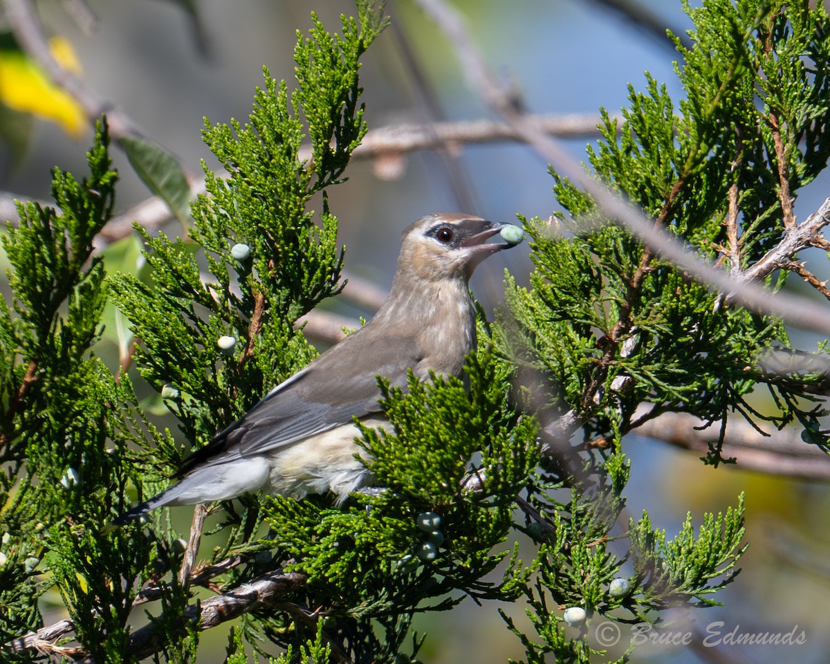 Cedar Waxwing - ML642822799