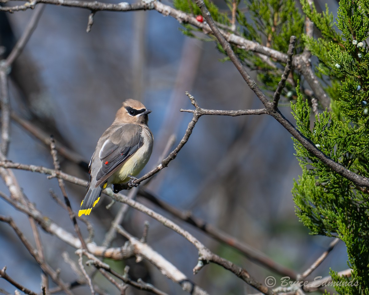 Cedar Waxwing - ML642822800