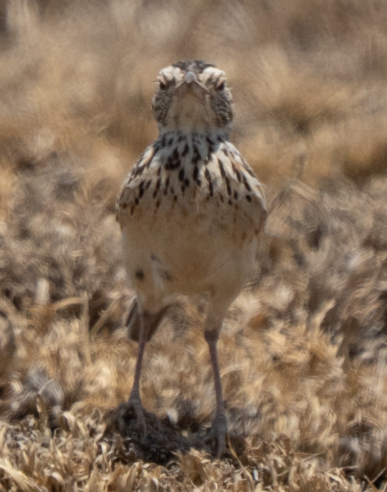 Fawn-colored Lark - ML642822811