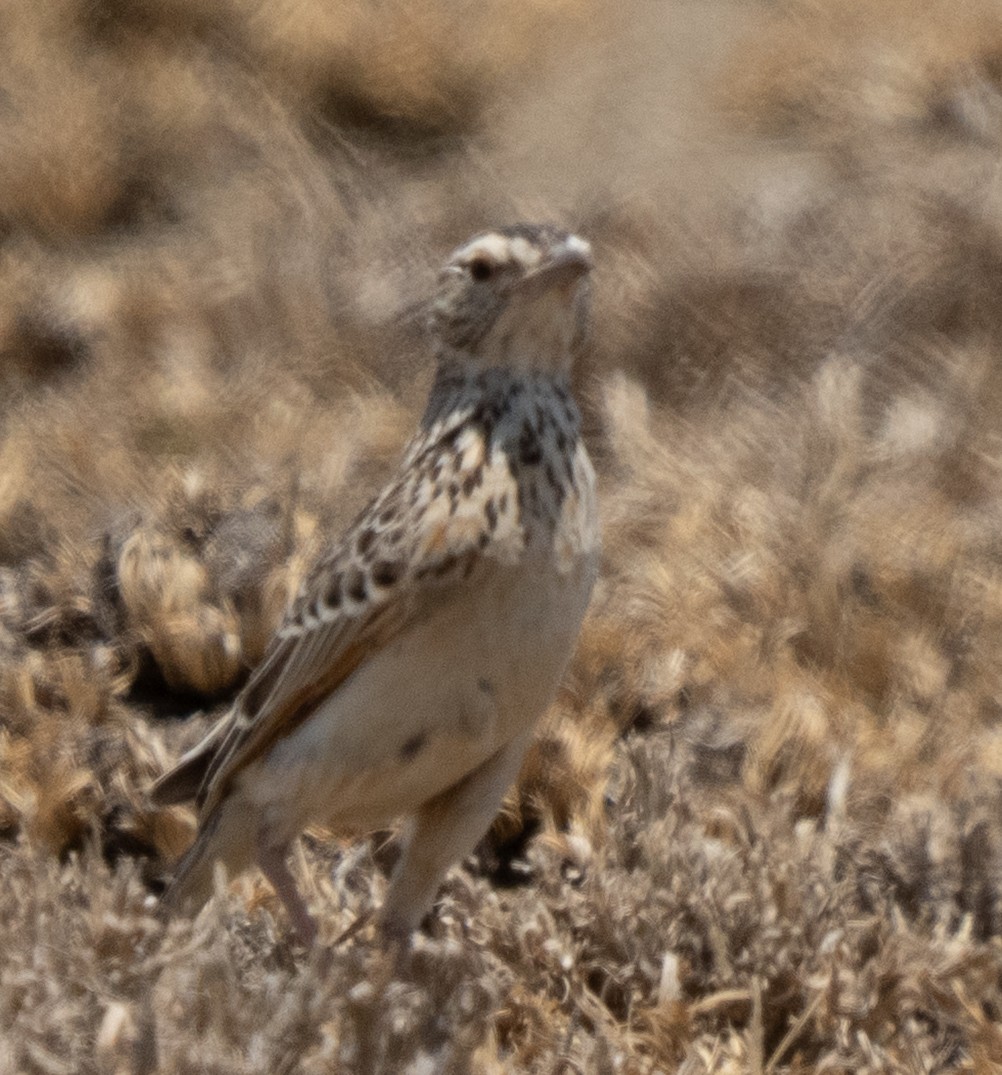 Fawn-colored Lark - ML642822812