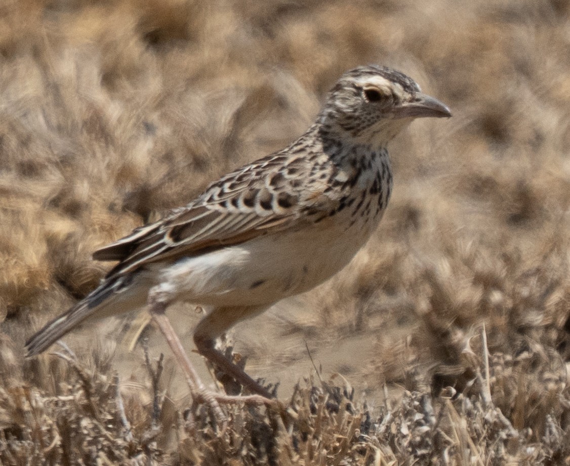 Fawn-colored Lark - ML642822813