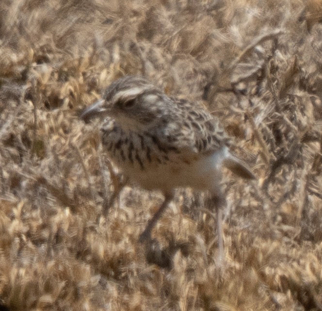 Fawn-colored Lark - ML642822814