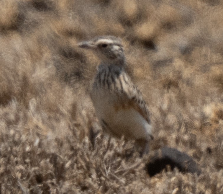 Fawn-colored Lark - ML642822815