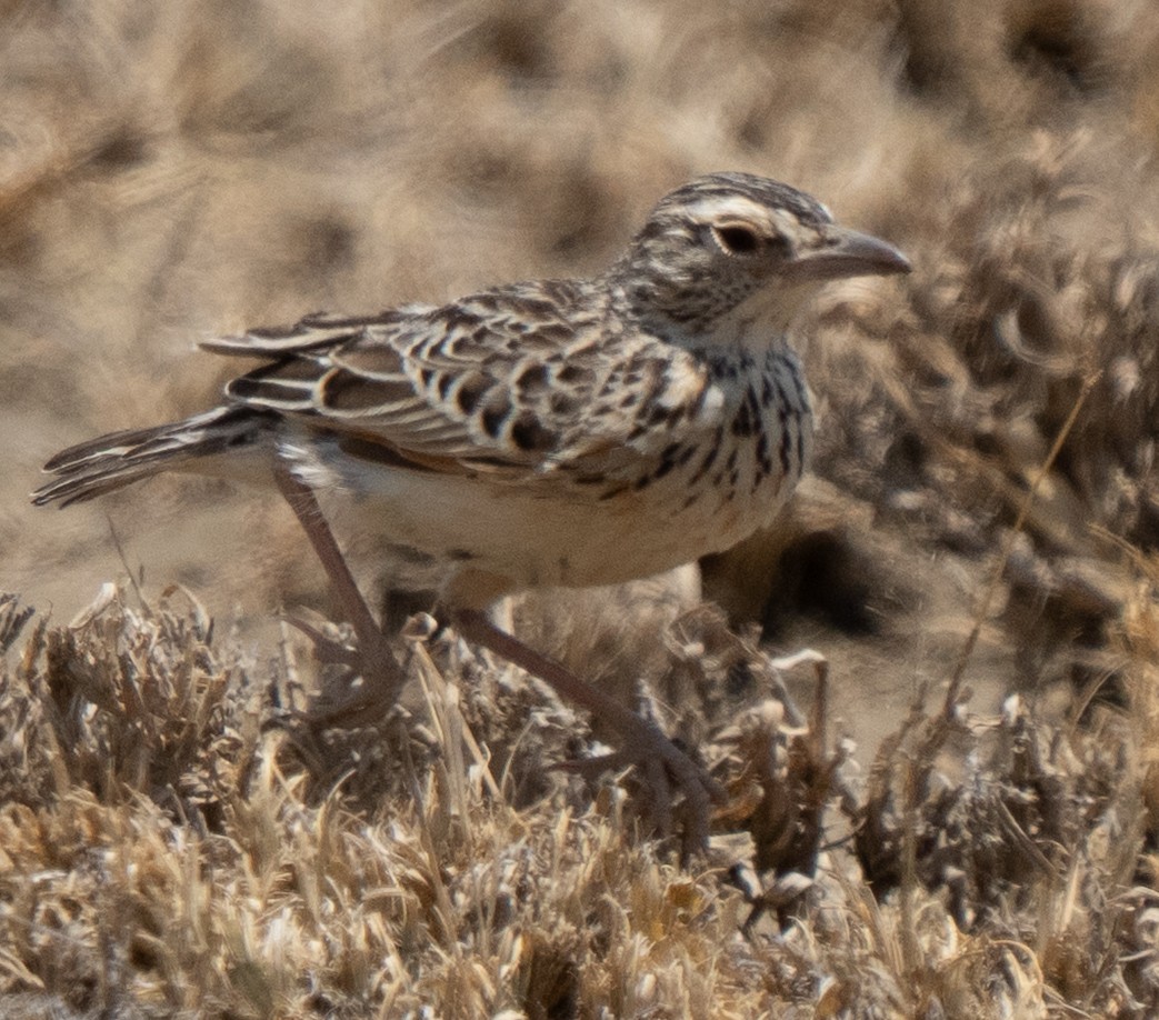 Fawn-colored Lark - ML642822816