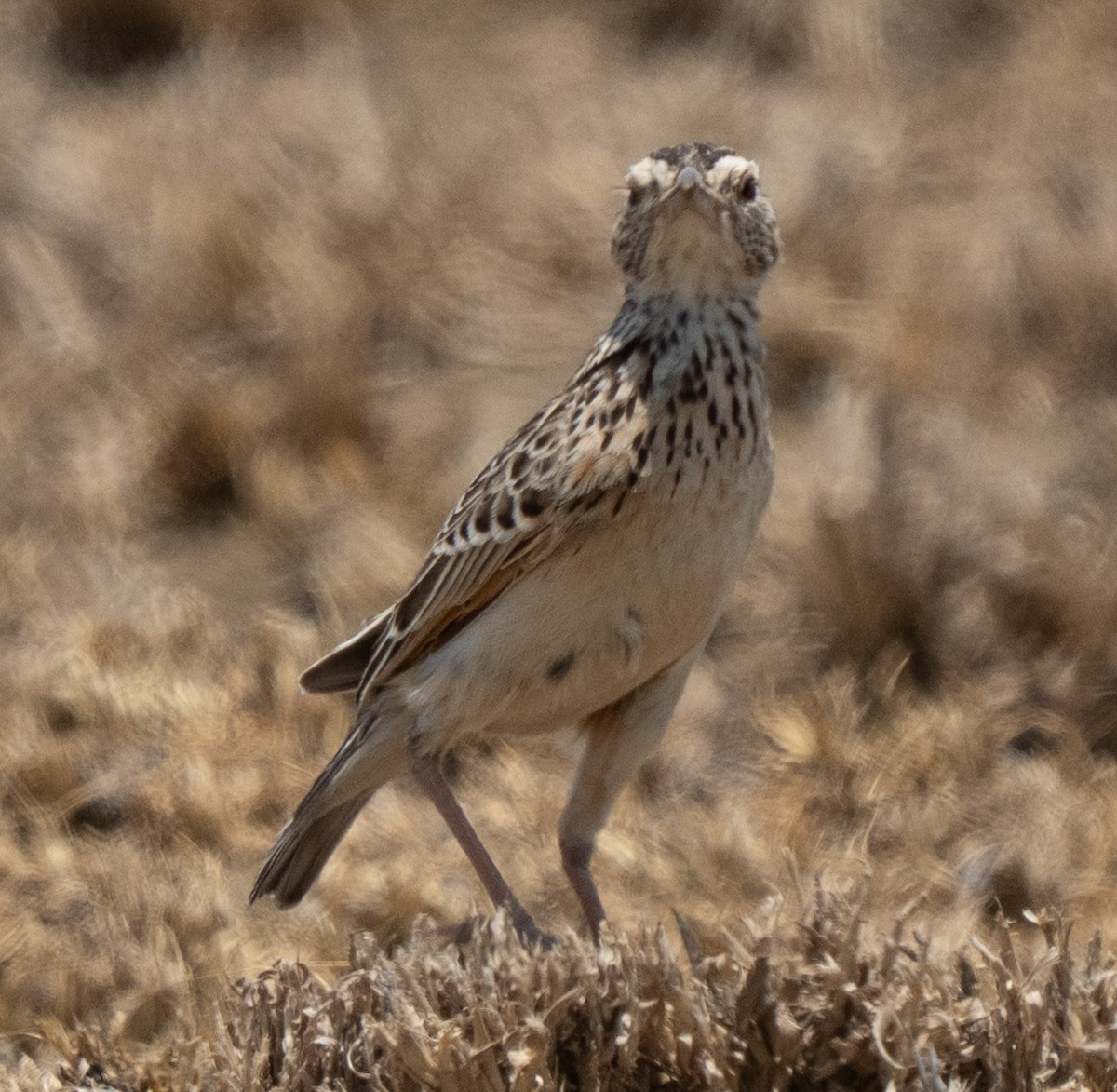 Fawn-colored Lark - ML642822817