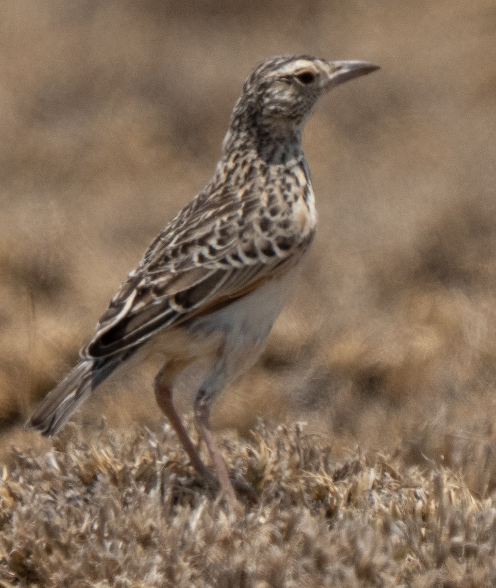 Fawn-colored Lark - ML642822818