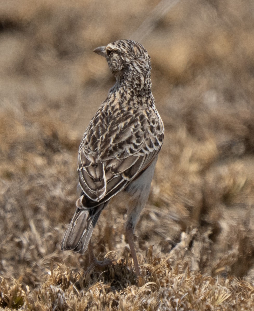 Fawn-colored Lark - ML642822821
