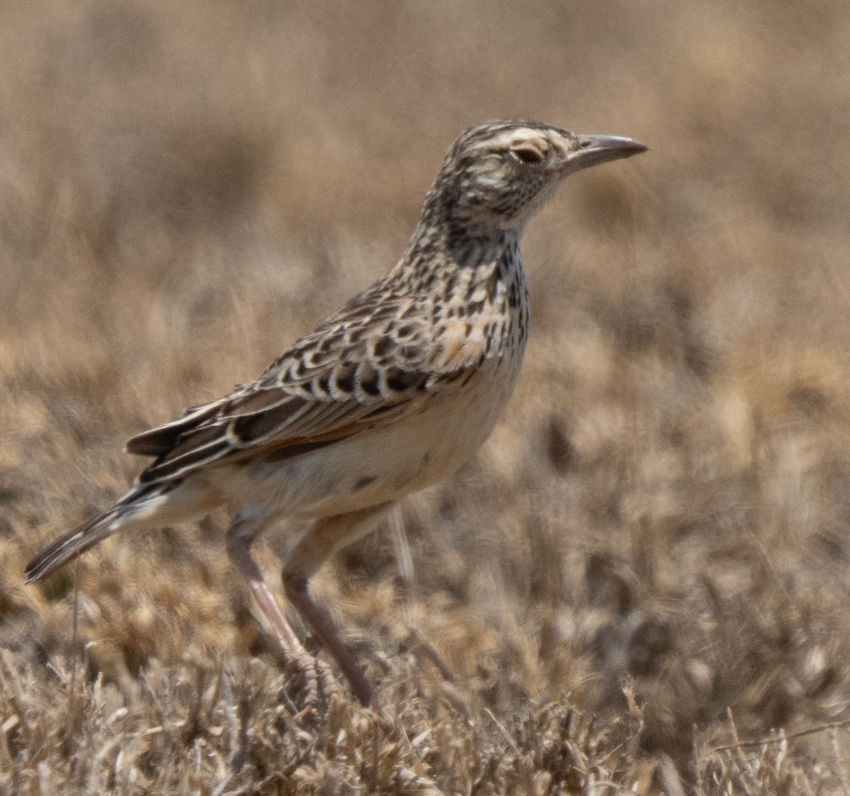 Fawn-colored Lark - ML642822823