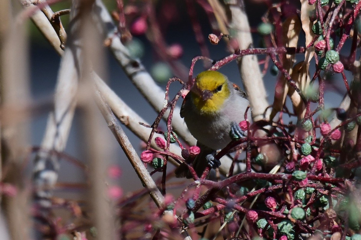 Auripare verdin - ML642822829