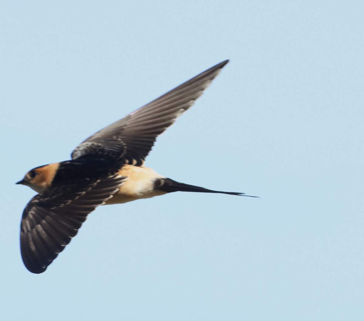 European Red-rumped Swallow - ML642822834