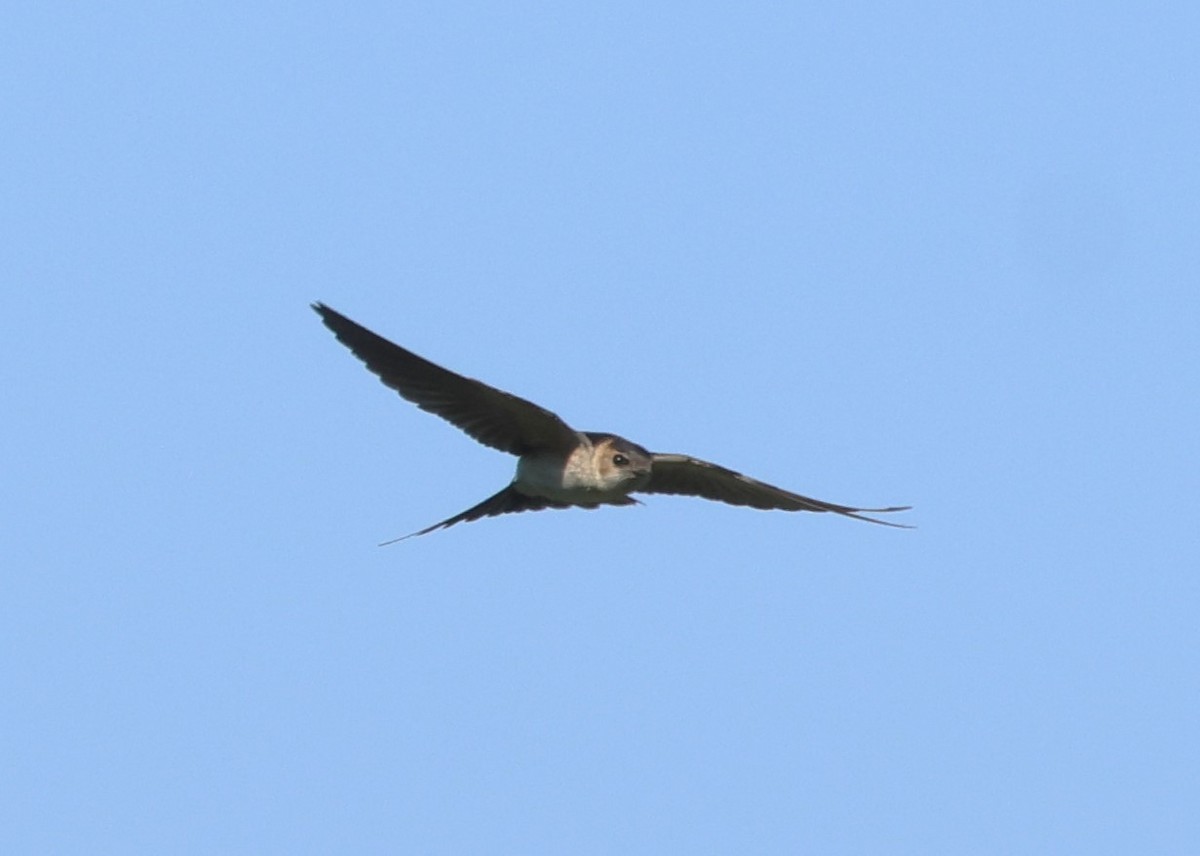 European Red-rumped Swallow - ML642822835