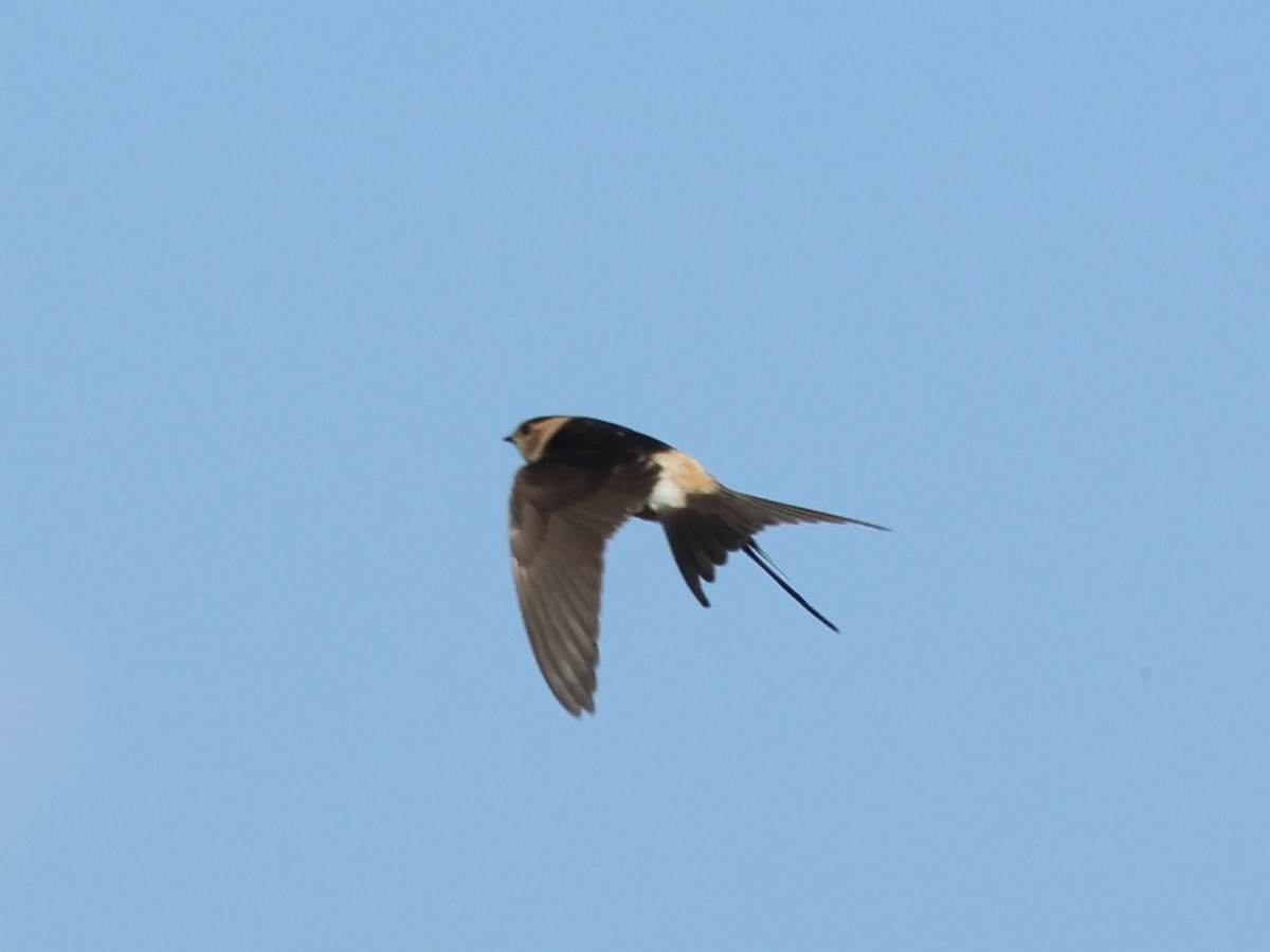 European Red-rumped Swallow - ML642822836