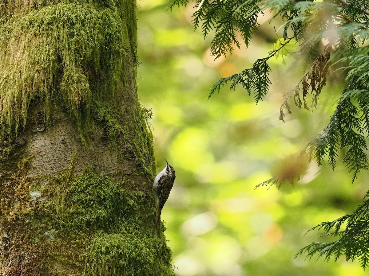 Brown Creeper - ML642822838