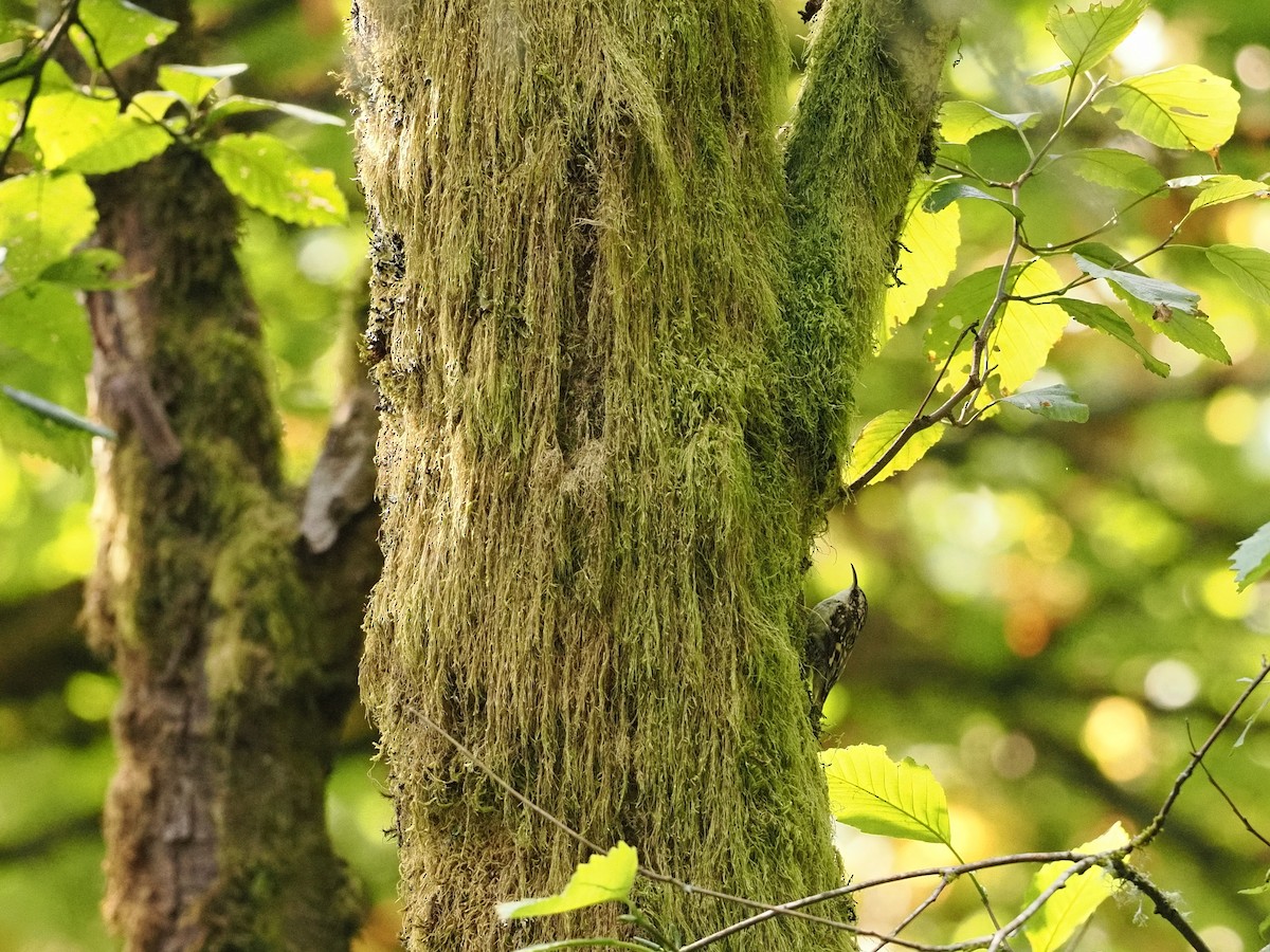 Brown Creeper - ML642822839