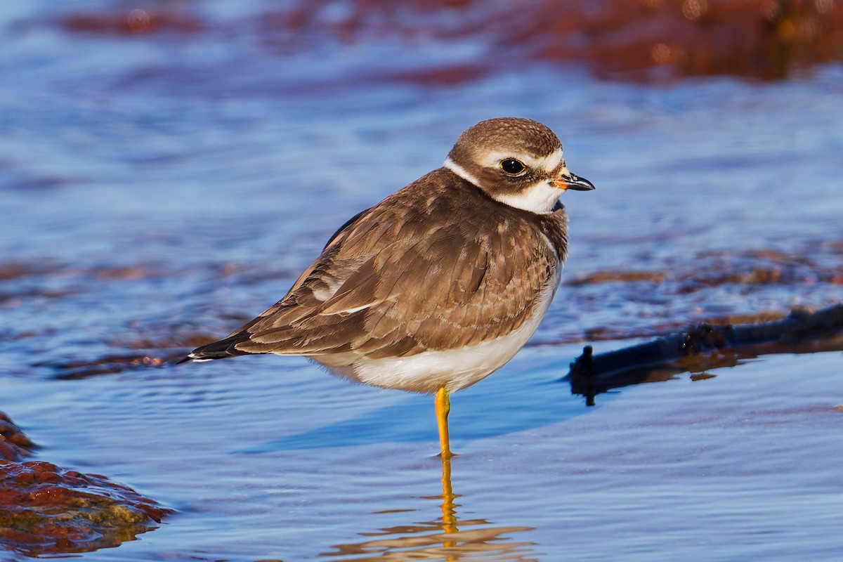 Semipalmated Plover - ML642822841