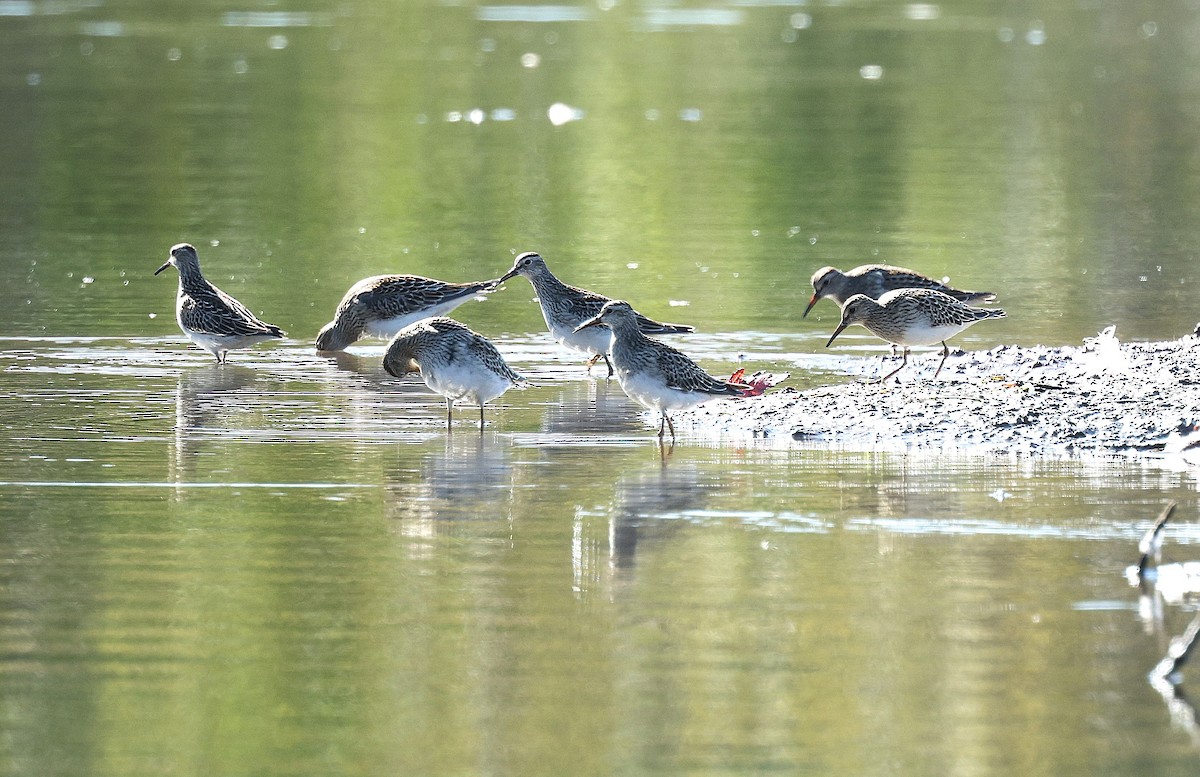 Pectoral Sandpiper - ML642822867