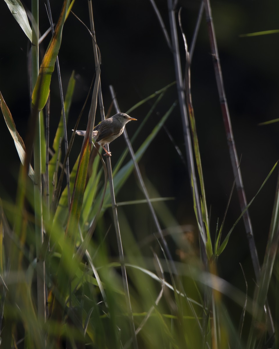 Tawny-flanked Prinia - ML642822869