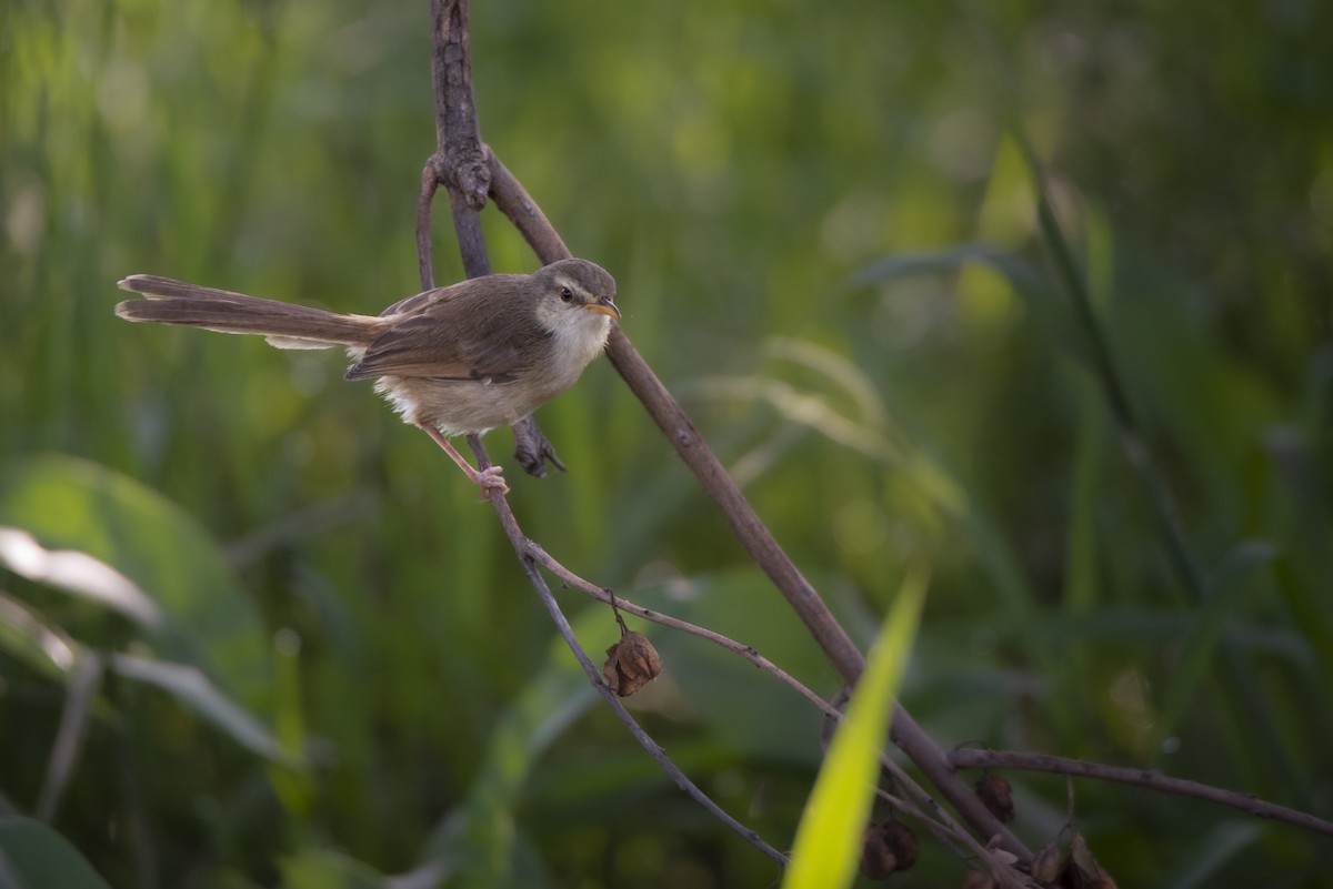 Tawny-flanked Prinia - ML642822870