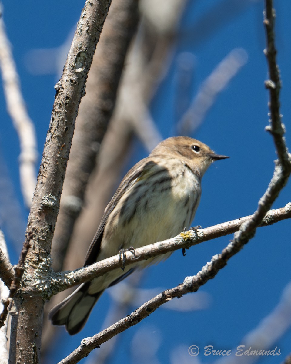 Yellow-rumped Warbler - ML642822871