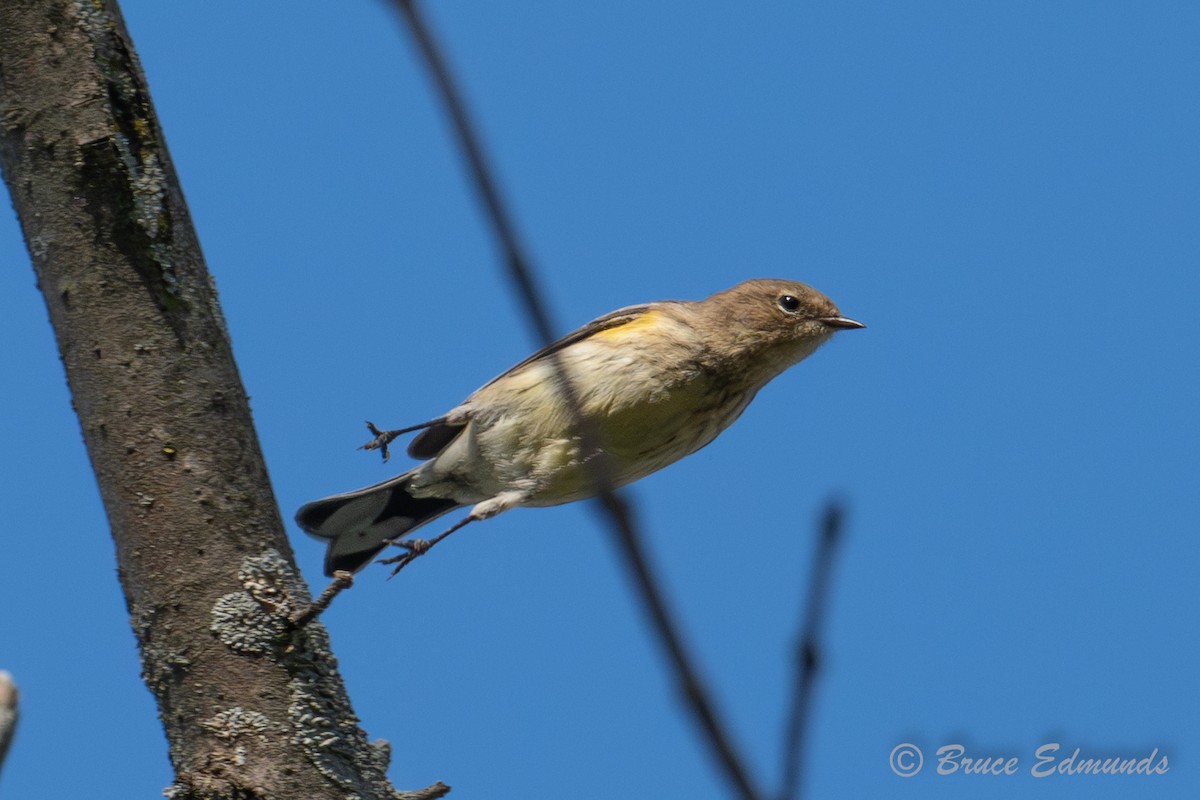 Yellow-rumped Warbler - ML642822872