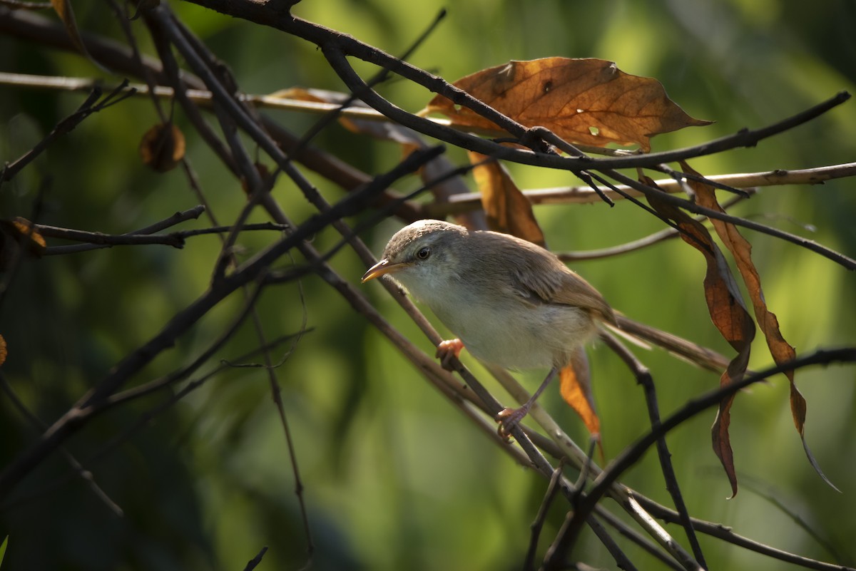Tawny-flanked Prinia - ML642822873