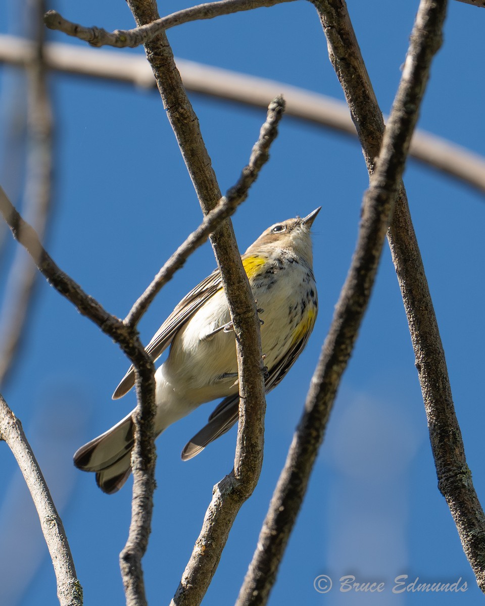 Yellow-rumped Warbler - ML642822874