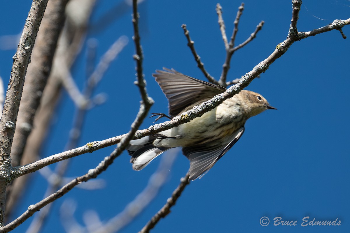 Yellow-rumped Warbler - ML642822875