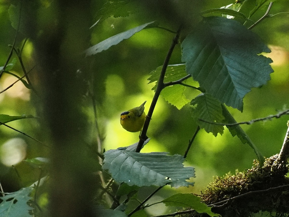 Wilson's Warbler - ML642822878