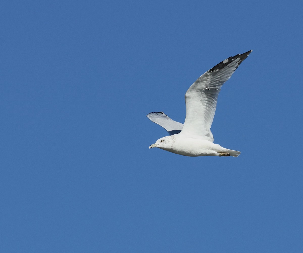 Ring-billed Gull - ML642822883